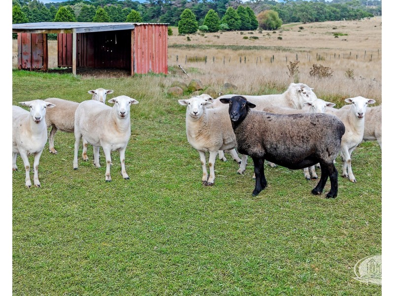 9005 Princes Highway, Bolwarra VIC 3305