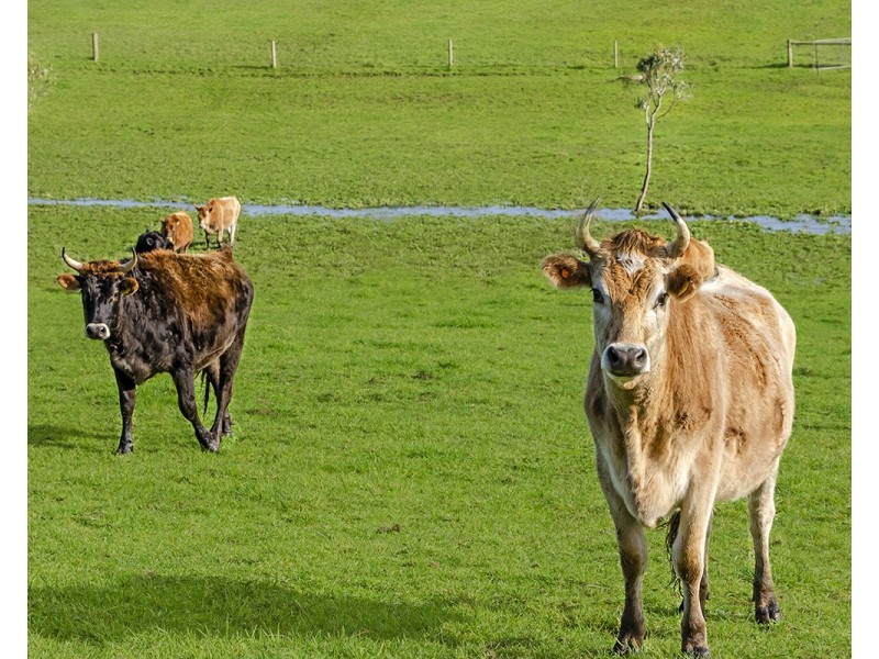 401 Henty Highway, Portland VIC 3305