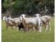 159 Foleys Road, Portland VIC 3305