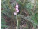 Gorae West VIC 3305