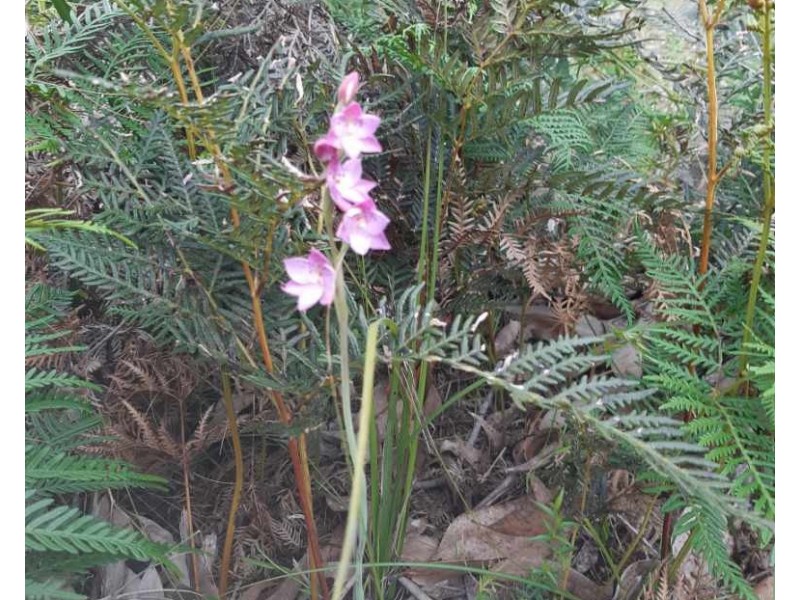 Gorae West VIC 3305