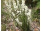 Gorae West VIC 3305
