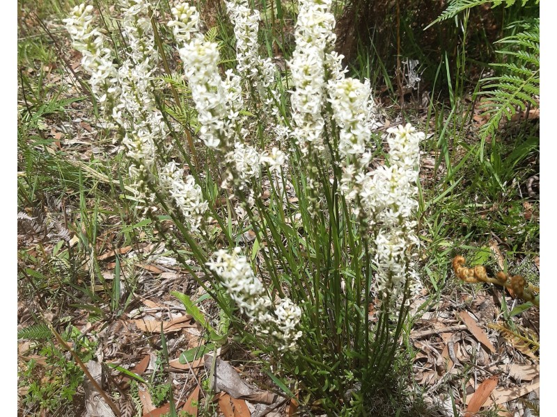 Gorae West VIC 3305