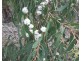 Gorae West VIC 3305