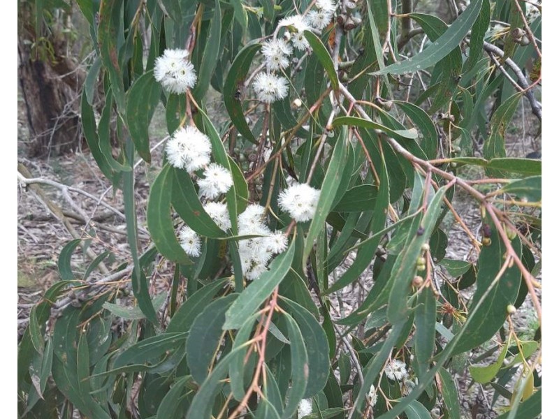 Gorae West VIC 3305