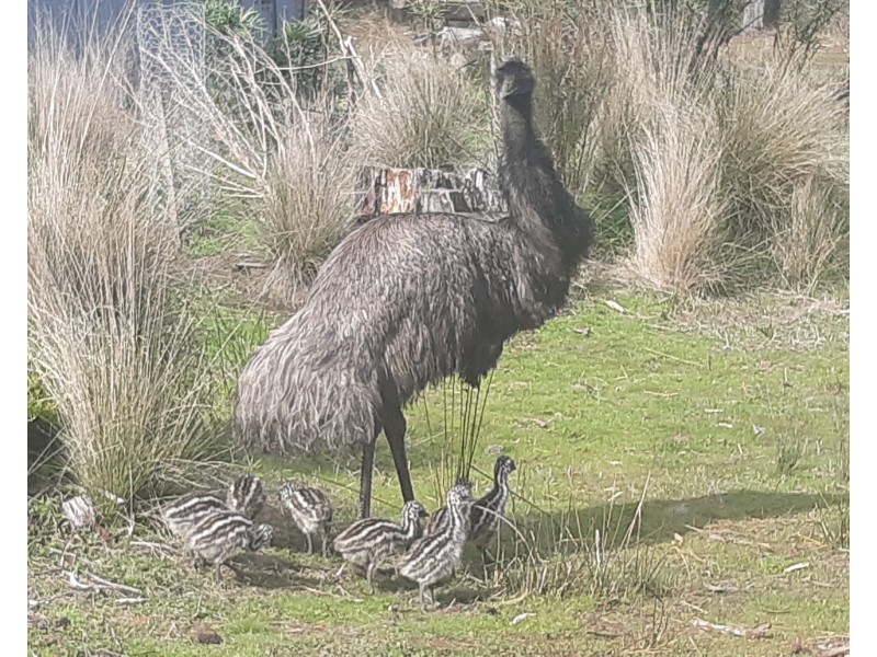 Gorae West VIC 3305