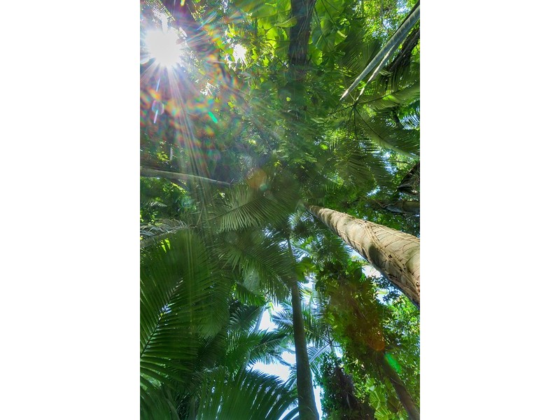 20 -22 Casella Street, Earlville QLD 4870