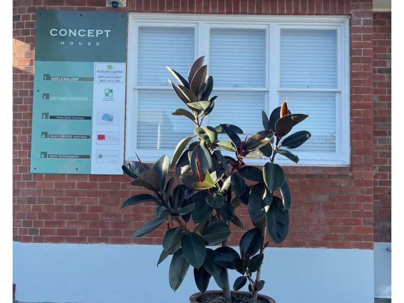 Suite 5/189 Harbour Drive, Coffs Harbour NSW 2450