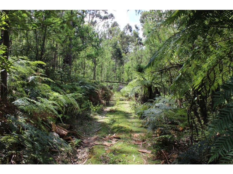 345 Old Toolangi-Dixons Creek Road, Toolangi VIC 3777