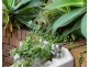 71 Dover Place, Engadine NSW 2233