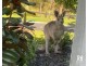 18 Hawthorne Circuit (Harrington Grove), Harrington Park NSW 2567