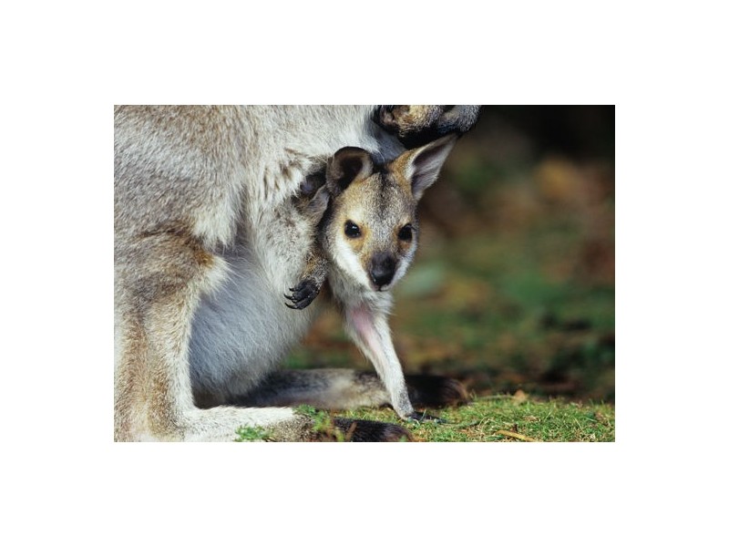 1231 Birchgrove Circuit ELEMENTS RELEASE, Bells Creek QLD 4551