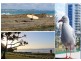 Coolangatta QLD 4225