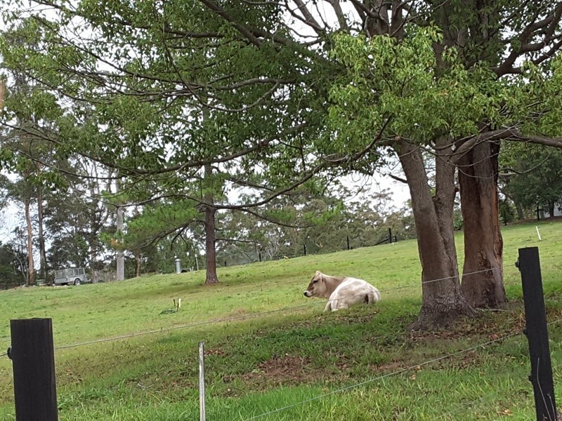 Lot 388 Duhs Road, Nambour QLD 4560