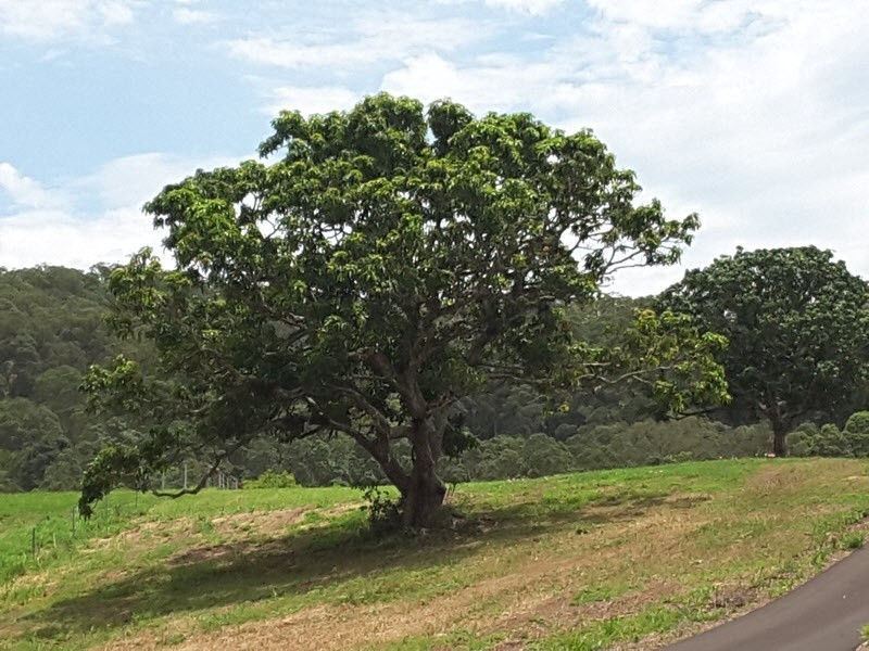 Lot 388 Duhs Road, Nambour QLD 4560