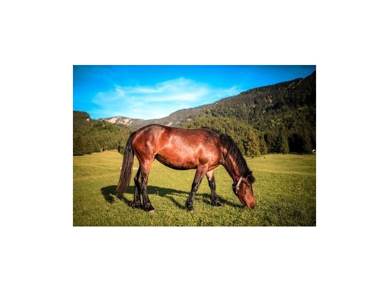 477 Kenilworth Skyring Creek Road, Ridgewood QLD 4563