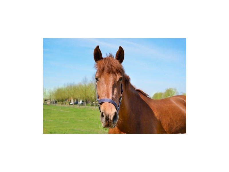 477 Kenilworth Skyring Creek Road, Ridgewood QLD 4563