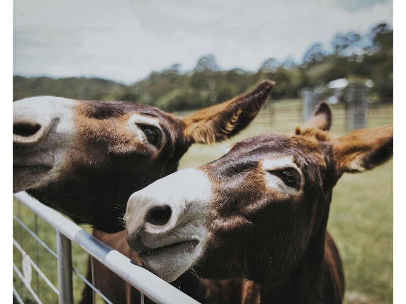 205 Diddillibah Road, Woombye QLD 4559