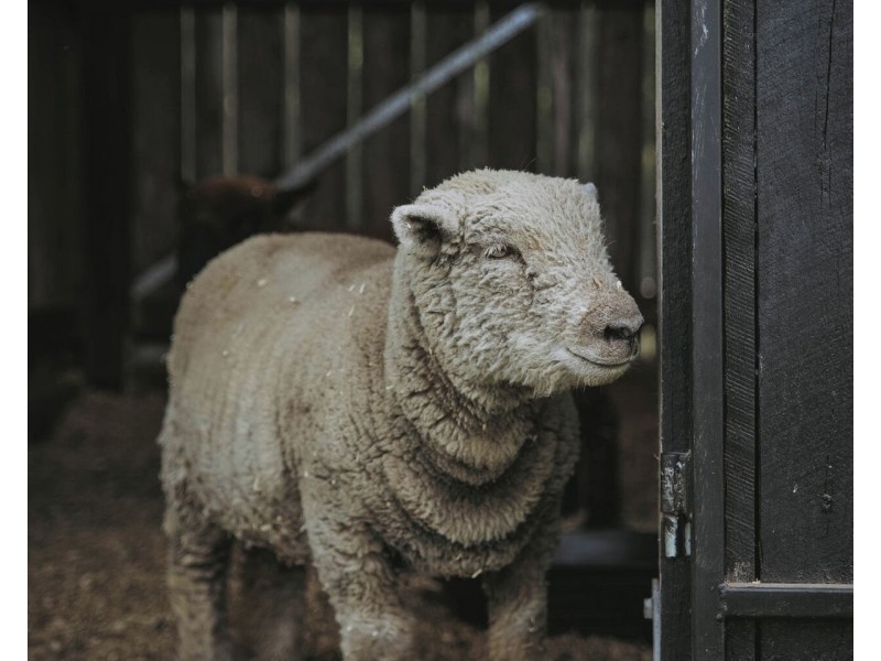 205 Diddillibah Road, Woombye QLD 4559