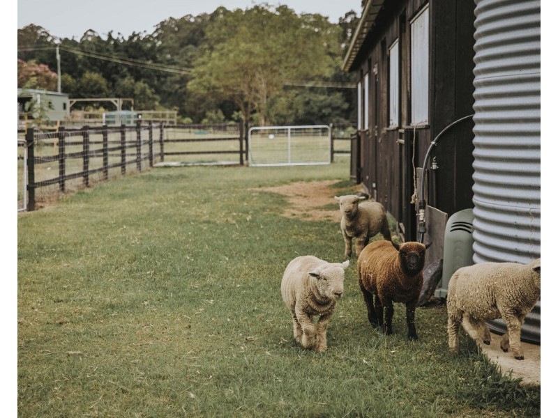 205 Diddillibah Road, Woombye QLD 4559