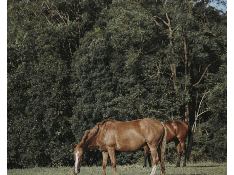 205 Diddillibah Road, Woombye QLD 4559