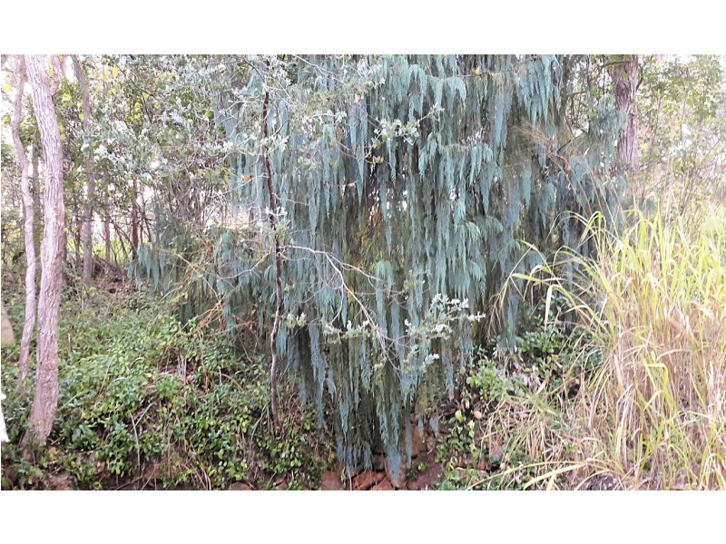 10 Major St, Ravenshoe QLD 4888