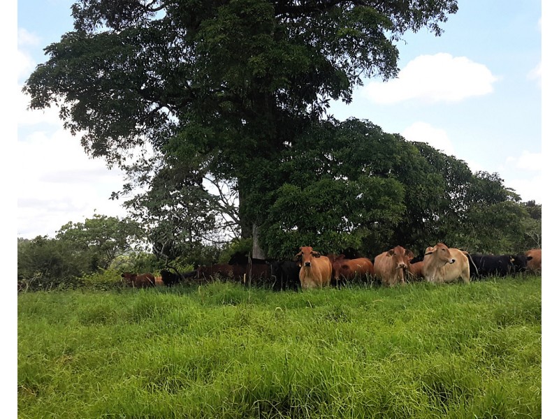 203 Mullins Rd, Beatrice QLD 4886