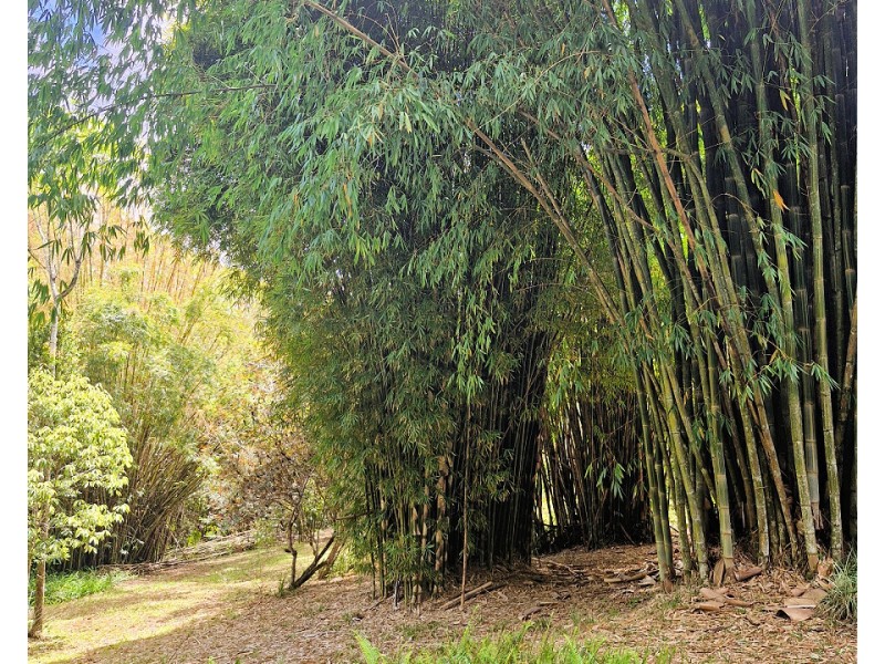 844 Tully Falls Rd, Ravenshoe QLD 4888