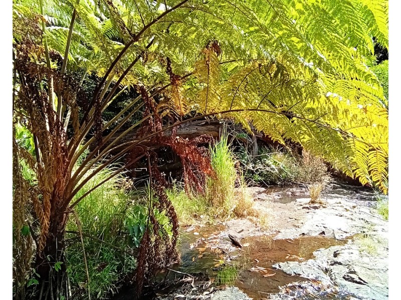 11551 Kennedy Hwy, Evelyn QLD 4888