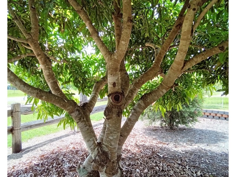 22 Kurrajong Cct, Millstream QLD 4888