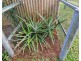23 Leonard Street, Tolga QLD 4882