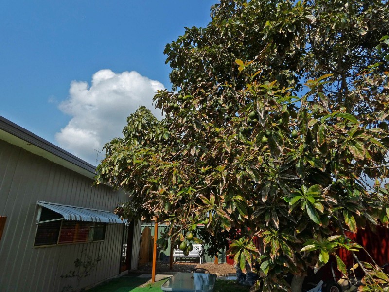 20 Pacific Parade, Tuncurry NSW 2428