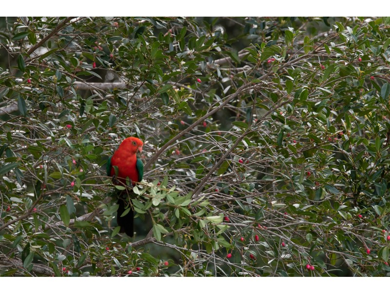 16 Rainbow Park Dr, Mapleton QLD 4560