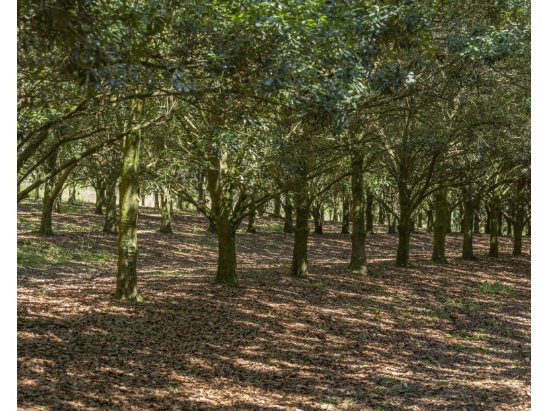 269 Coonowrin Rd, Glass House Mountains QLD 4518