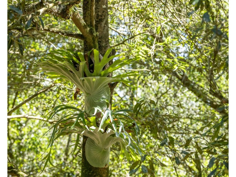 269 Coonowrin Rd, Glass House Mountains QLD 4518