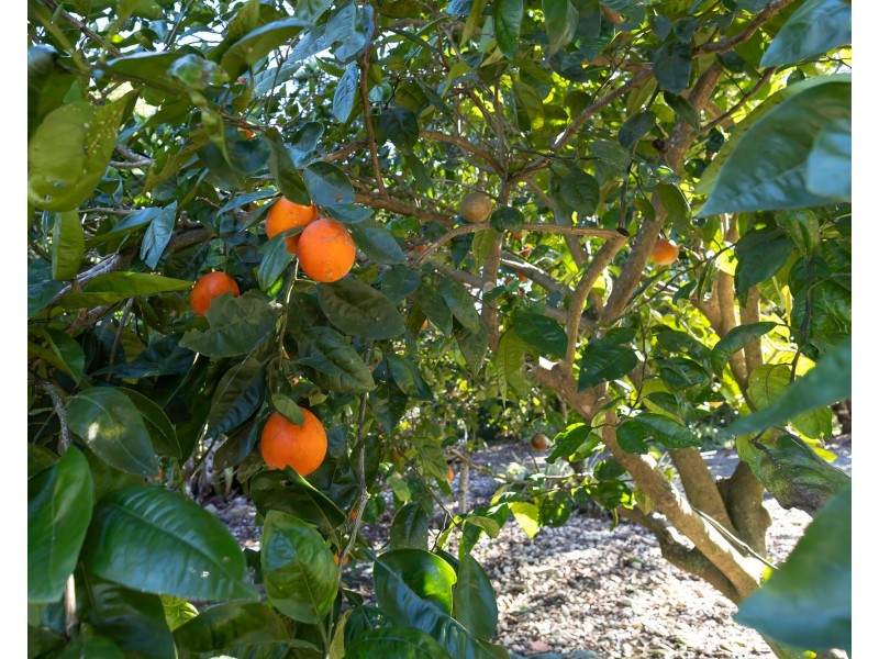 182 Panorama Dr, Rosemount QLD 4560