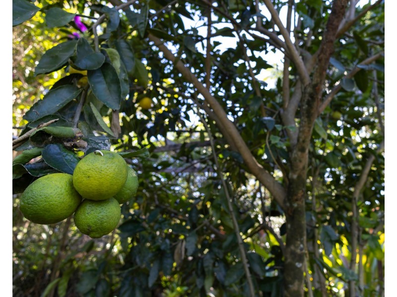 182 Panorama Dr, Rosemount QLD 4560