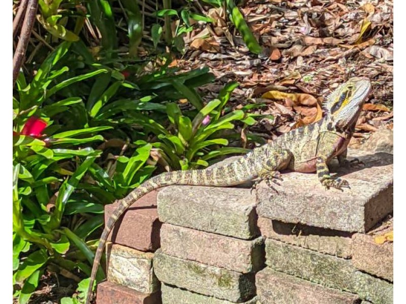 182 Panorama Dr, Rosemount QLD 4560