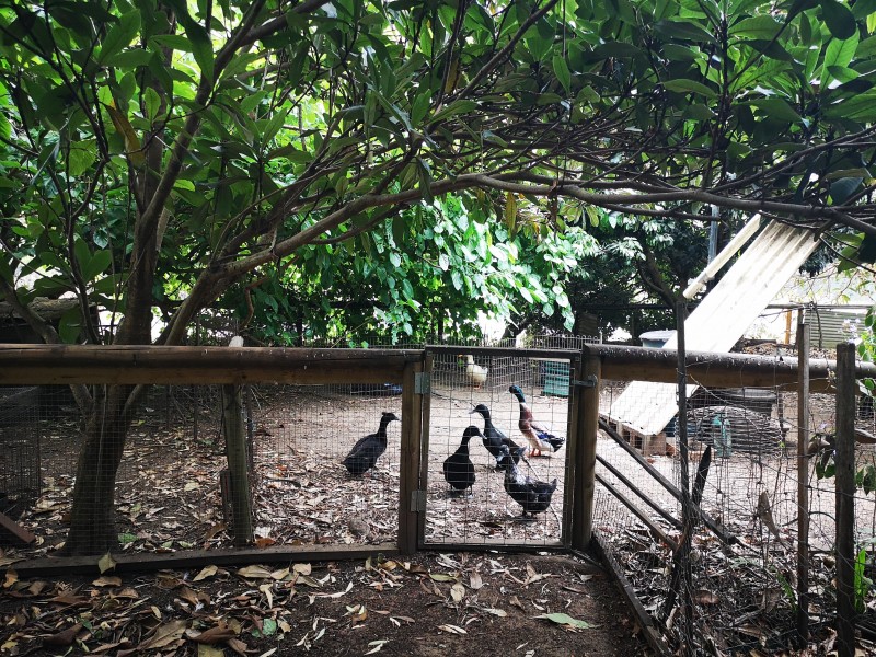 48-50 Stradbroke Drive, Russell Island QLD 4184