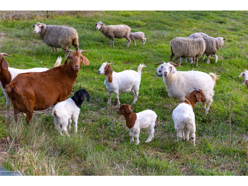 189 Shaws Pocket Road, Luscombe QLD 4207