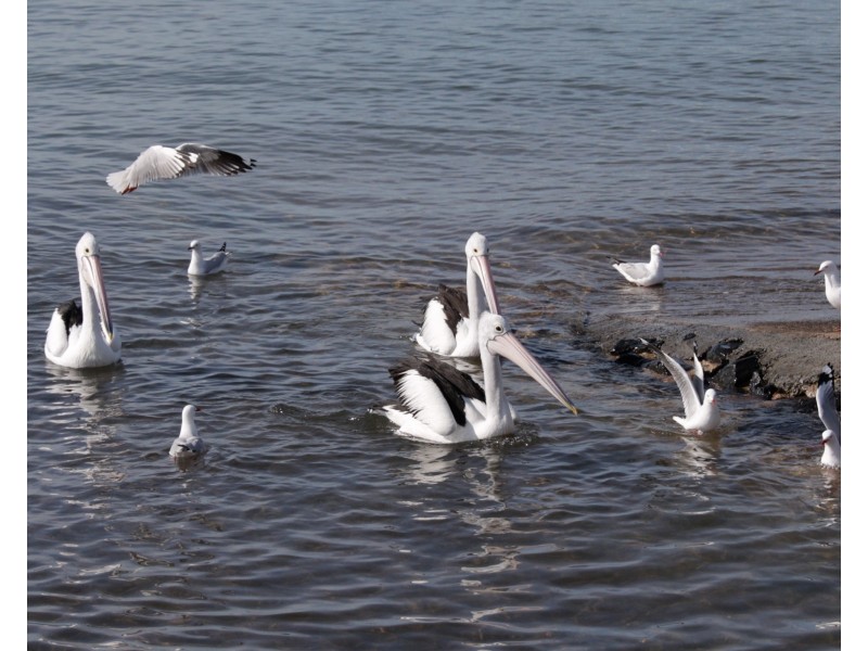 Wellington Point QLD 4160