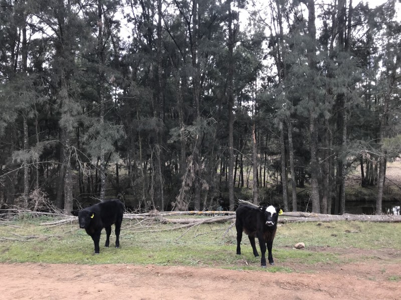 710 CULLENBENBONG ROAD, Ganbenang NSW 2790