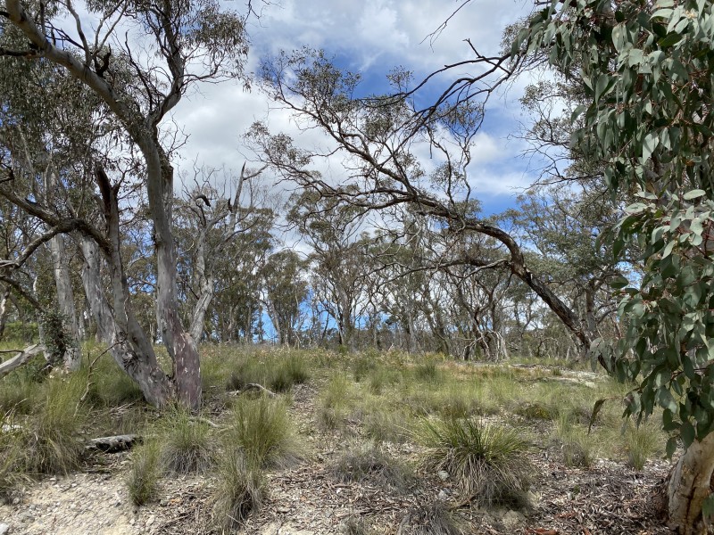 1 & Lot 2 Castlereagh Highway, Marrangaroo NSW 2790