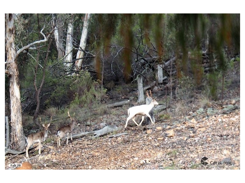 2012 Turondale Road, Turondale NSW 2795