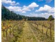 499 Razorback Road, Running Stream NSW 2850