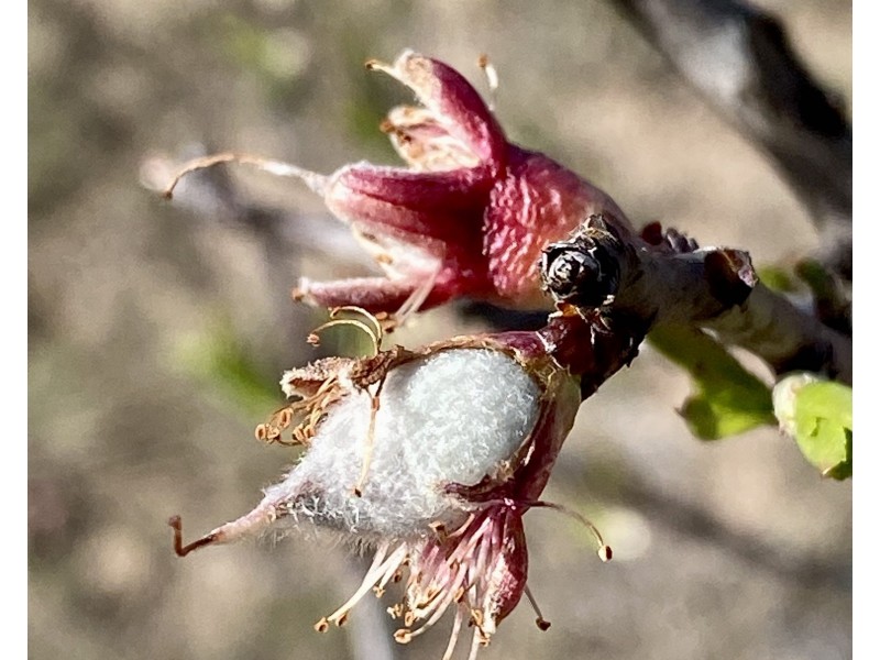 101 Lochaber Road, Capertee NSW 2846