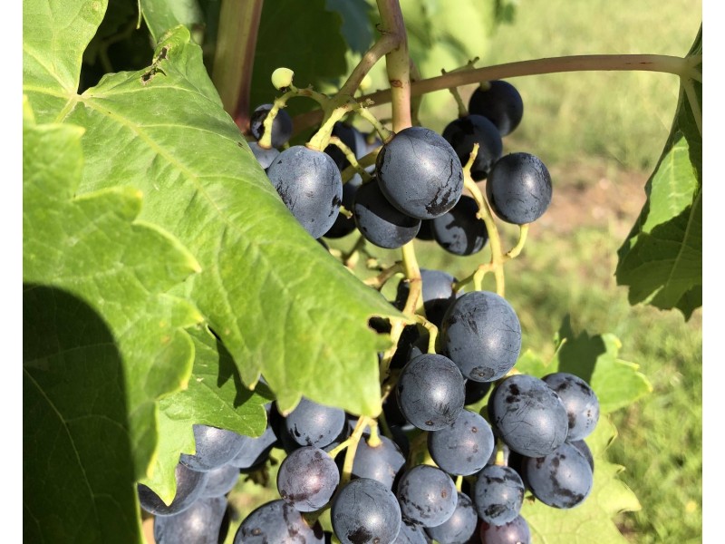 101 Lochaber Road, Capertee NSW 2846