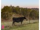 193 Megalong Place, Kanimbla NSW 2790
