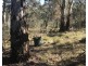 539 Razorback Road, Running Stream NSW 2850