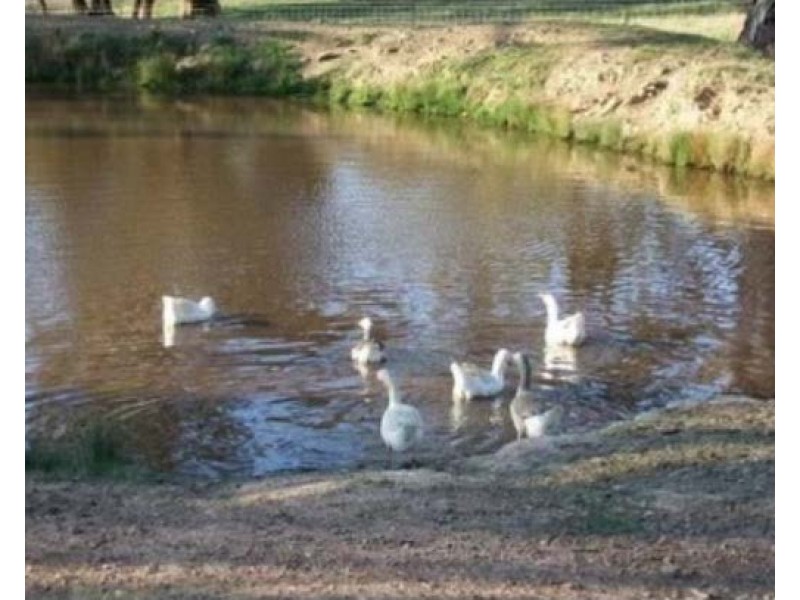 2102 Turondale Road, Turondale NSW 2795